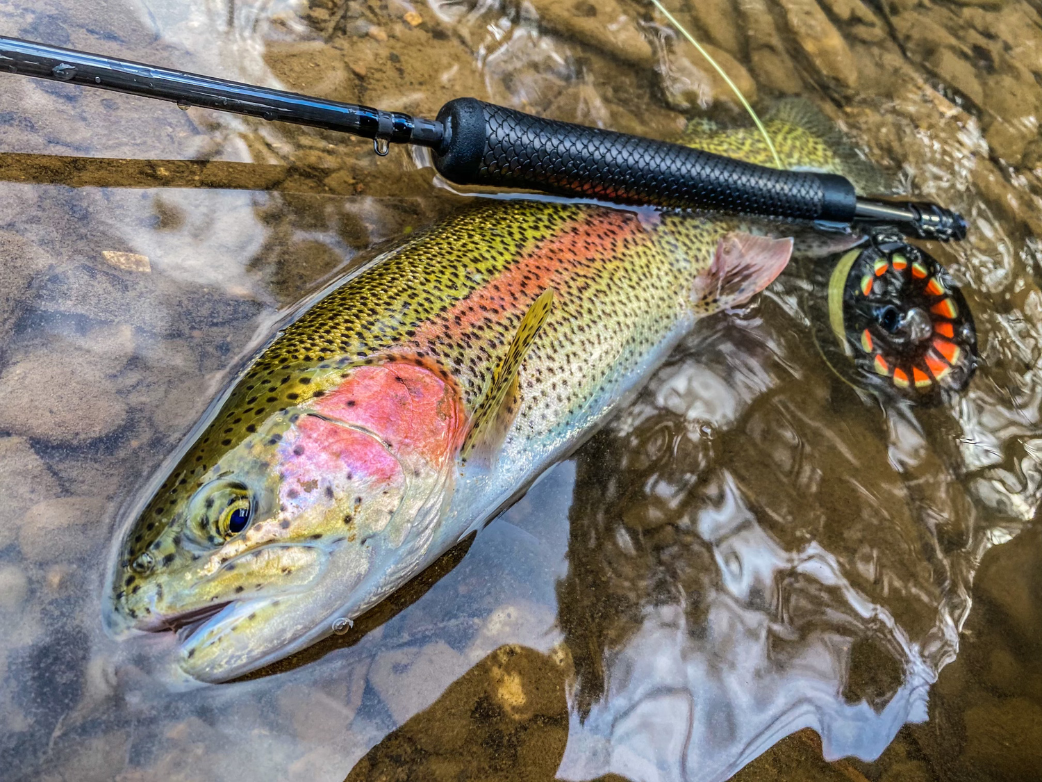 Fish Ready Rods